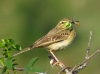 Anthus campestris