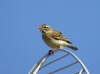 Anthus campestris