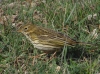 Anthus pratensis