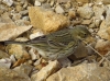 Anthus pratensis