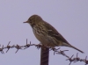Anthus pratensis