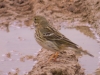 Anthus pratensis