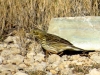 Anthus pratensis