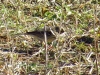 Anthus pratensis