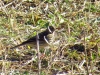 Anthus pratensis