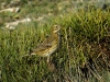 Anthus pratensis