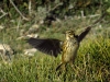 Anthus pratensis