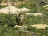 Anthus pratensis