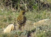 Anthus pratensis