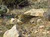 Anthus pratensis
