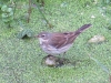 Anthus spinoletta Anthus spinoletta