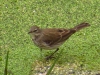 Anthus spinoletta Anthus spinoletta