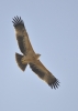 Aquila adalberti Aquila adalberti