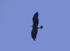 Aquila chrysaetos Aquila chrysaetos