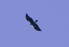 Aquila chrysaetos Aquila chrysaetos