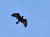 Aquila chrysaetos Aquila chrysaetos