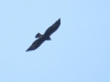 Aquila chrysaetos Aquila chrysaetos
