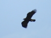 Aquila chrysaetos
