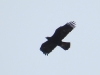 Aquila chrysaetos