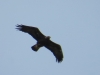 Aquila chrysaetos