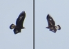 Aquila chrysaetos Aquila chrysaetos