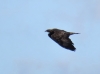 Aquila chrysaetos Aquila chrysaetos