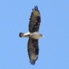 Aquila fasciata Aquila fasciata