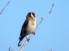 Carduelis carduelis