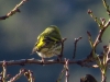 Carduelis spinus