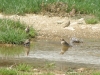 Carduelis carduelis, serinus serinus