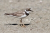 Charadrius dubius