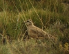 Charadrius morinellus