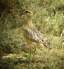 Charadrius morinellus