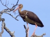 Ciconia nigra