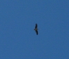 Ciconia nigra