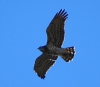Circaetus gallicus
