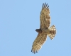 Circaetus gallicus Circaetus gallicus