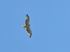 Circaetus gallicus