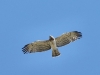 Circaetus gallicus