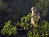 Circaetus gallicus