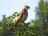 Circaetus gallicus