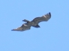 Circaetus gallicus