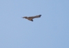 Circaetus gallicus
