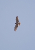 Circaetus gallicus