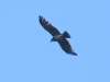 Circaetus gallicus