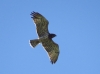 Circaetus gallicus
