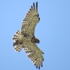 Circaetus gallicus