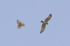 Circaetus gallicus
