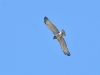 Circaetus gallicus