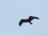 Circus aeruginosus